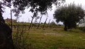 Vinha e oliveiras