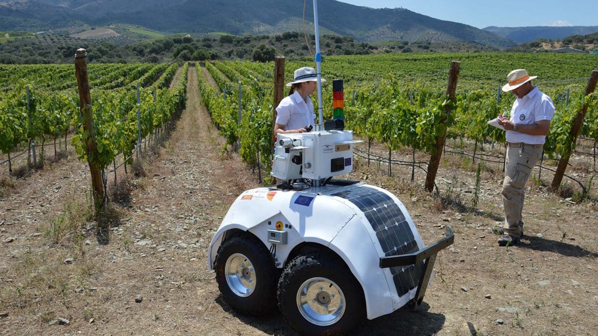 Projeto europeu de “robô da vinha” regressa ao Douro