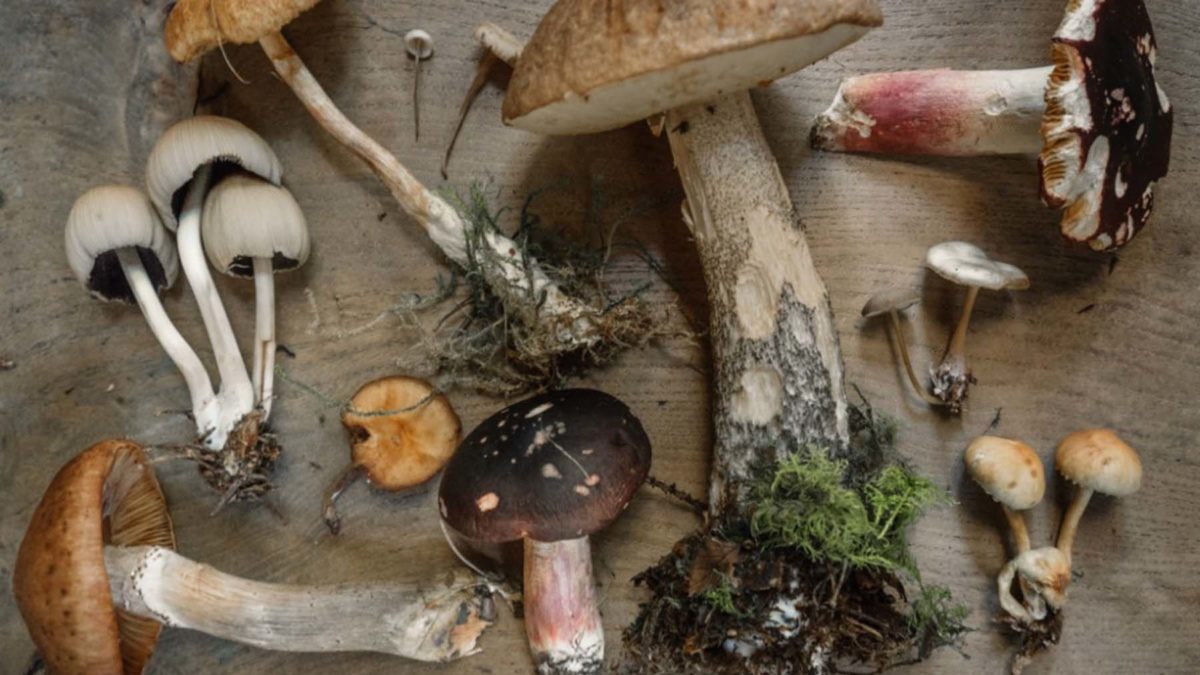 O cuidado na apanha de cogumelos silvestres