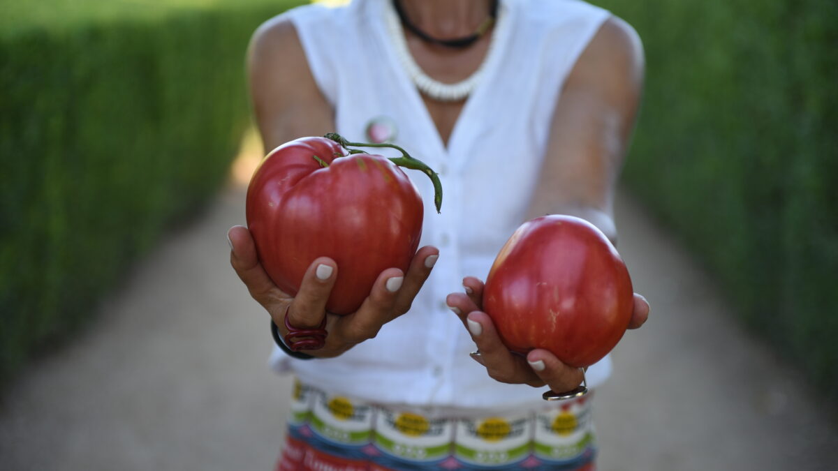 Concurso do Tomate Coração de Boi do Douro