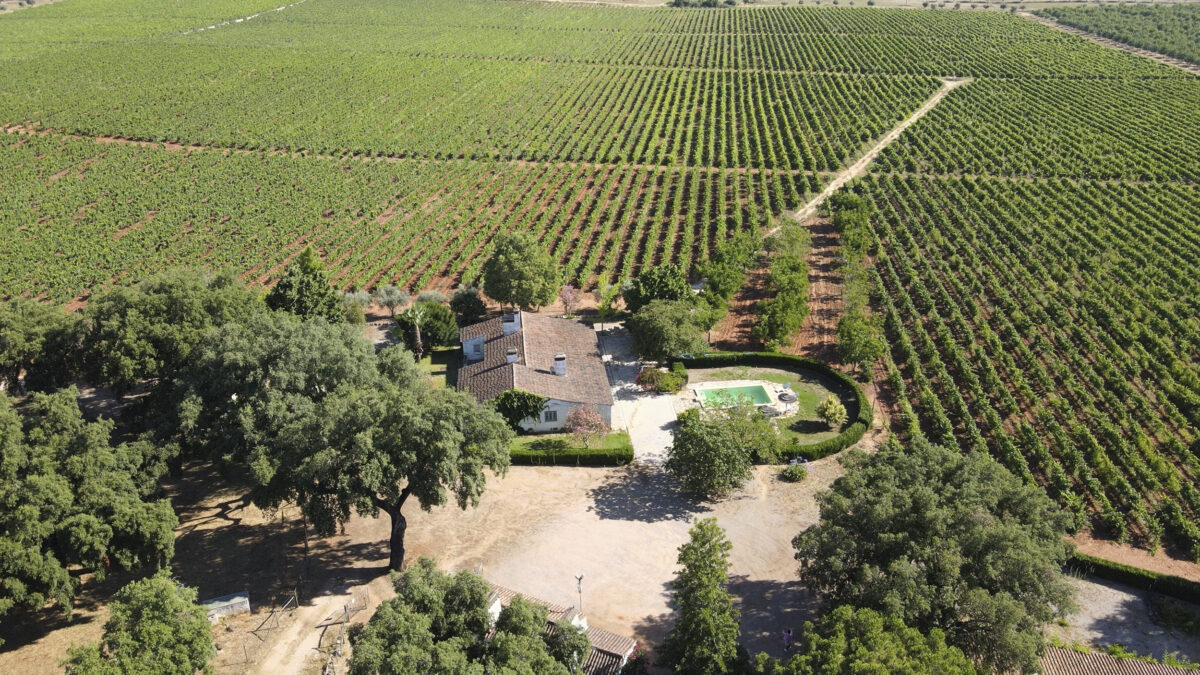 Implante, a nova gama de vinhos da Cas’Amaro