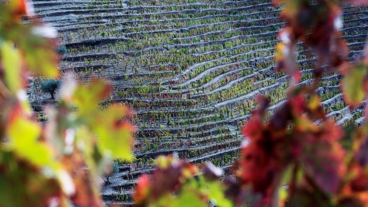Legado 2020 Douro Doc tinto